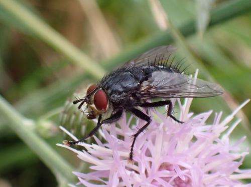 Panzeria anthophila